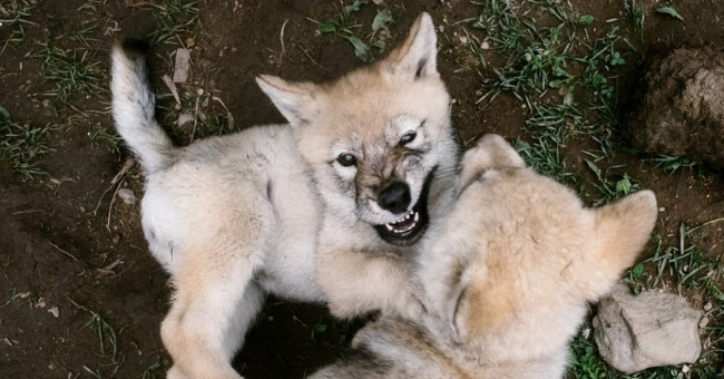 Can domesticated dogs like domestic dogs tame?