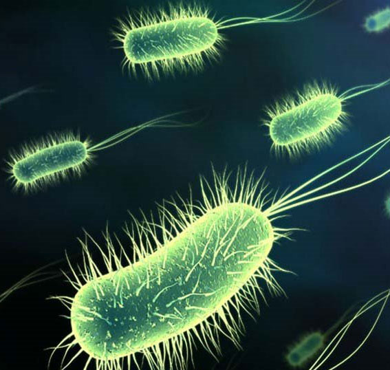 Can eradicate ulcer-causing bacteria, bowel cancer