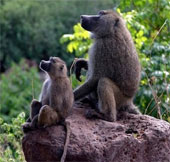 Can mammals choose sex for their children?