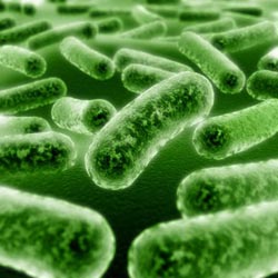 Can microorganisms be the solution to global energy problems?