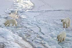 Can polar bears be extinct?