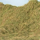 Can produce 31 million tons of bio-oil from straw