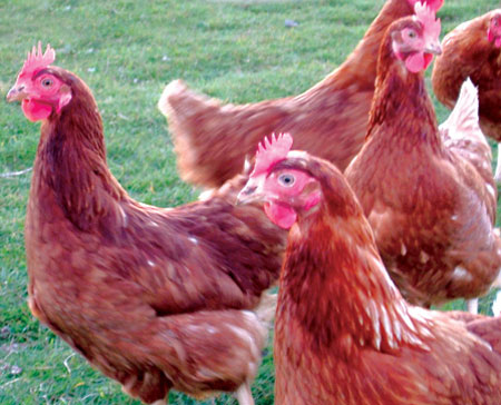 Can produce plastic from chicken feathers
