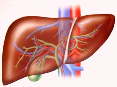 Can regenerate liver cells from the patient's skin sample