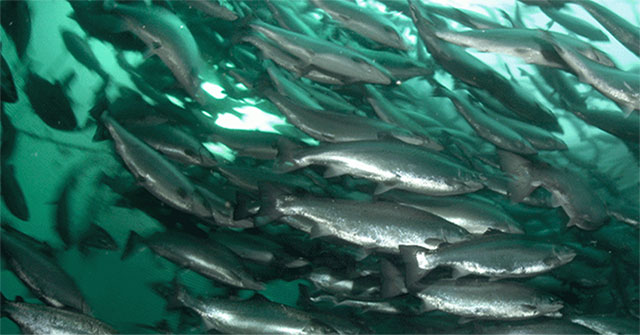 Can saltwater fish survive in fresh water?