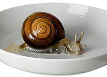 Can shells survive?