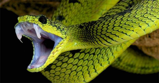 Can snakes bite themselves with its venom?