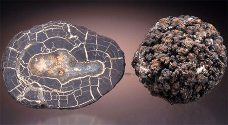 Can take rare earths from the ocean