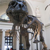 Can the gender of dinosaur fossils be determined?