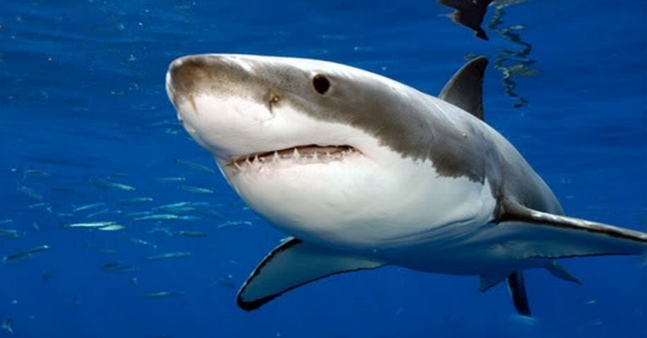 Can the shark smell a drop of blood 400 meters away from it?