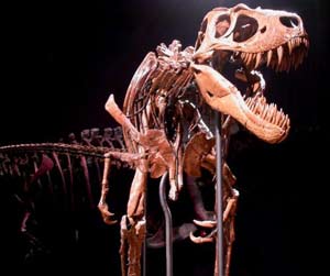 Can the tyrant dinosaur run?