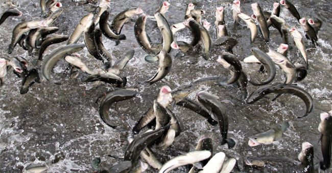 Can Tho farmer called ten thousand snakehead fish dancing on the water