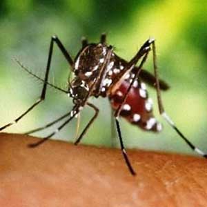 Can transgenic mosquitoes become the