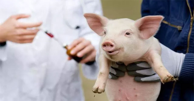 Can transplant ... kidney and pig heart for humans