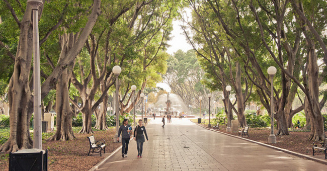 Can trees cool the city and how?