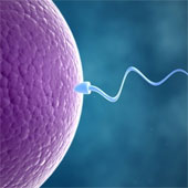 Can turn human skin into sperm and eggs
