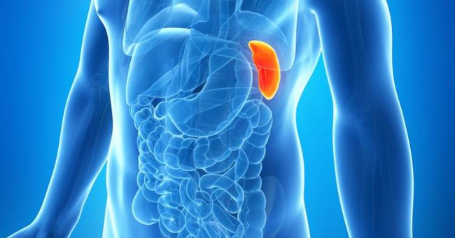 Can we live without the spleen?