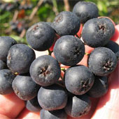 Can wild berries prevent cancer?