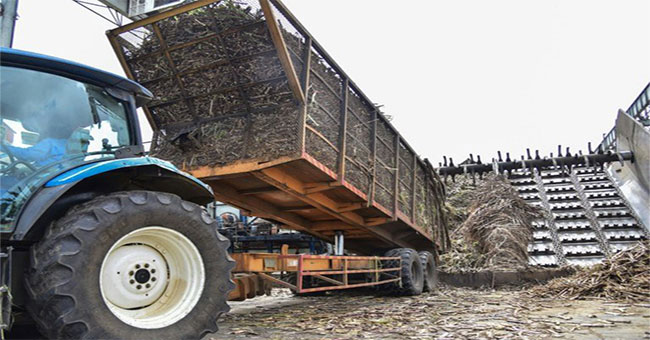 Can you believe it?  60% of the island's total electricity production is made from bagasse
