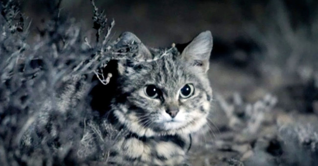 Can you believe this is the world's most dangerous cat?