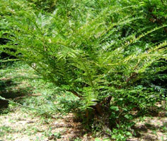Can you keep the last red pine?