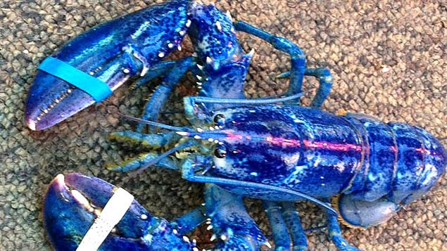 Canada: Catching very rare blue lobster