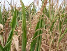 Canada creates good drought tolerant plants