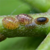 Canada develops safe pesticide products