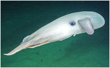Canada: Discover many strange sea creatures