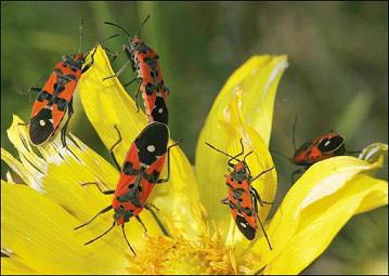 Canada opened the insect art exhibition