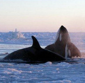 Canada: Race to save whales stuck in ice