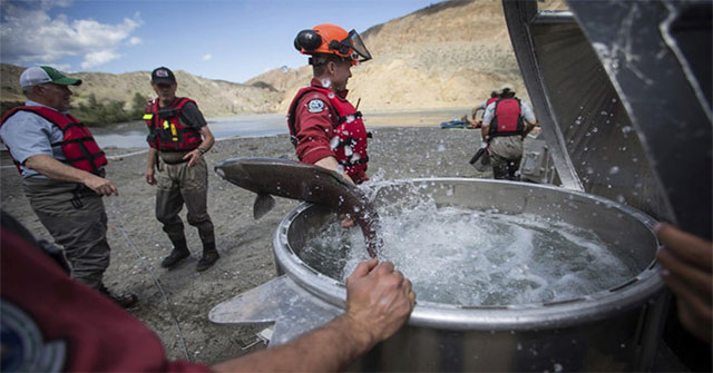 Canada used helicopters to rescue millions of salmon trapped by landslides