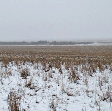 Canadian farmers captured the image of a sheep