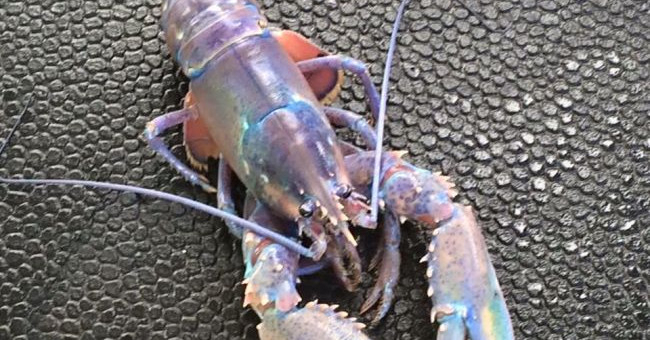 Canadian fishermen's seven-color rainbow lobster