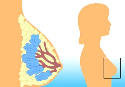 Cancer research: New model, no need to try on mice