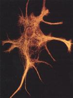 Cancer therapy is cheaper and safer