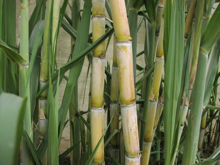 Cane can cool the earth