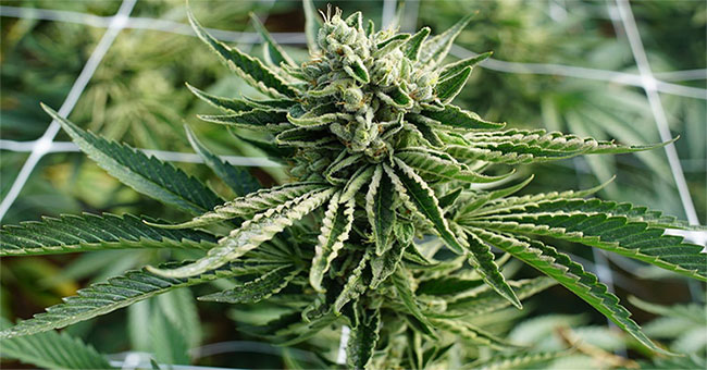 Cannabinoid-containing cannabis plants are caused by an infection with an ancient virus