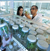 Cannabis can kill cancer cells