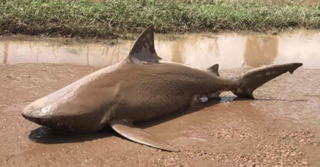 Cannibal sharks appear in the middle of Australian streets