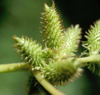 Canopy typhoid - a medicine to treat allergic rhinitis