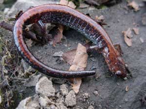 Captive salamanders still reproduce
