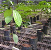 Carbohydrates help plants fight drought