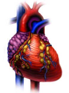Cardiac arrhythmias: causes and ways to prevent them