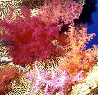 Caribbean coral is in danger of extinction