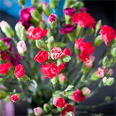 Carnation cultivation techniques with branches