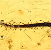 Carnivore fossils 40 million years old