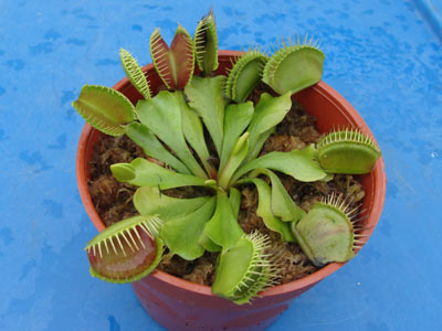 'Carnivore'