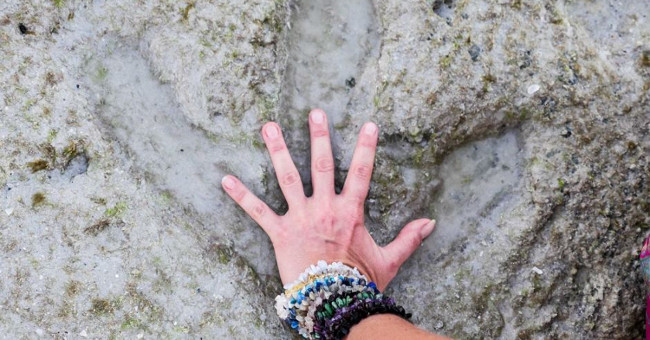 Carnivorous dinosaur footprints on Australian beach