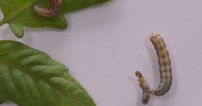 Carnivorous moths are homosexual because of plant defenses